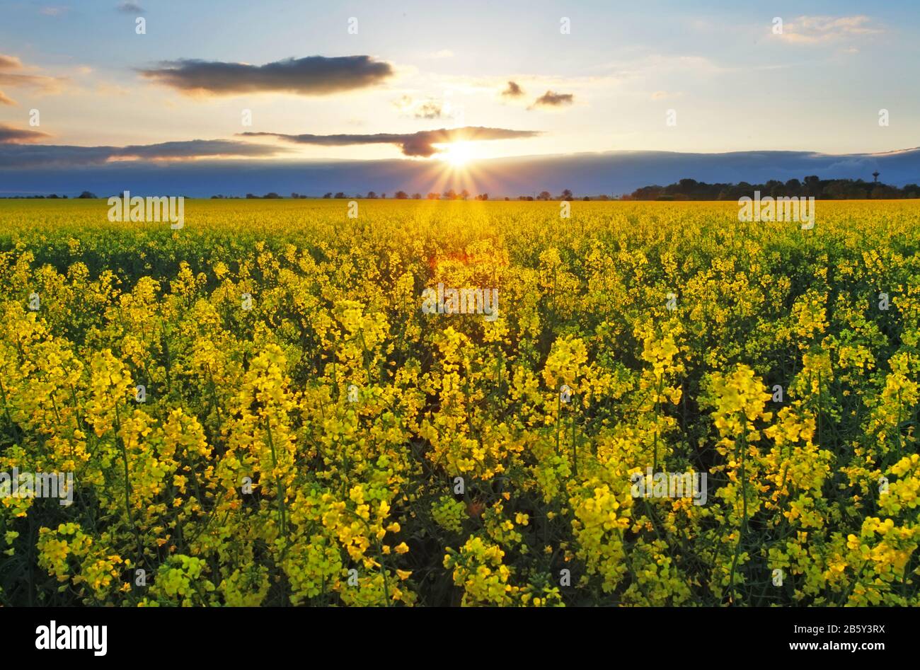 Sunset over rapeseed field Stock Photo