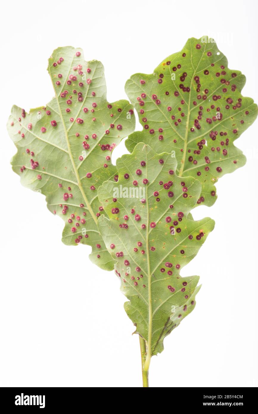 Common spangle galls, caused the gall wasp Neuroterus quercusbaccarum, growing on the leaves of an oak tree, Quercus robur. White background. Dorset E Stock Photo