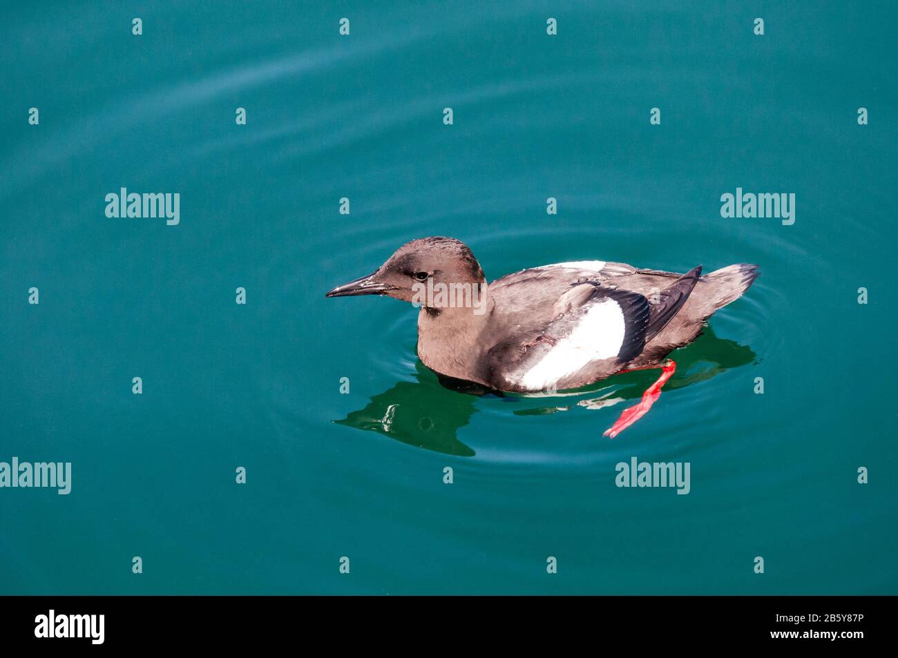 Black guillemot or Tystie, Cepphus grylle, swimming and showing red legs. Stock Photo