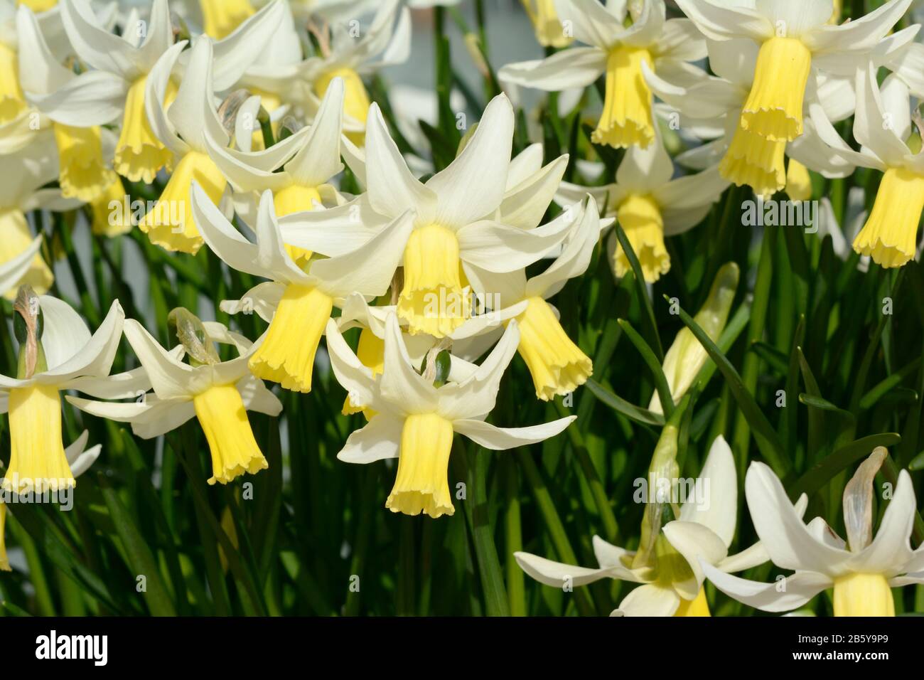 narcissus x intermedius daffodil daffodils flowers flower Stock Photo