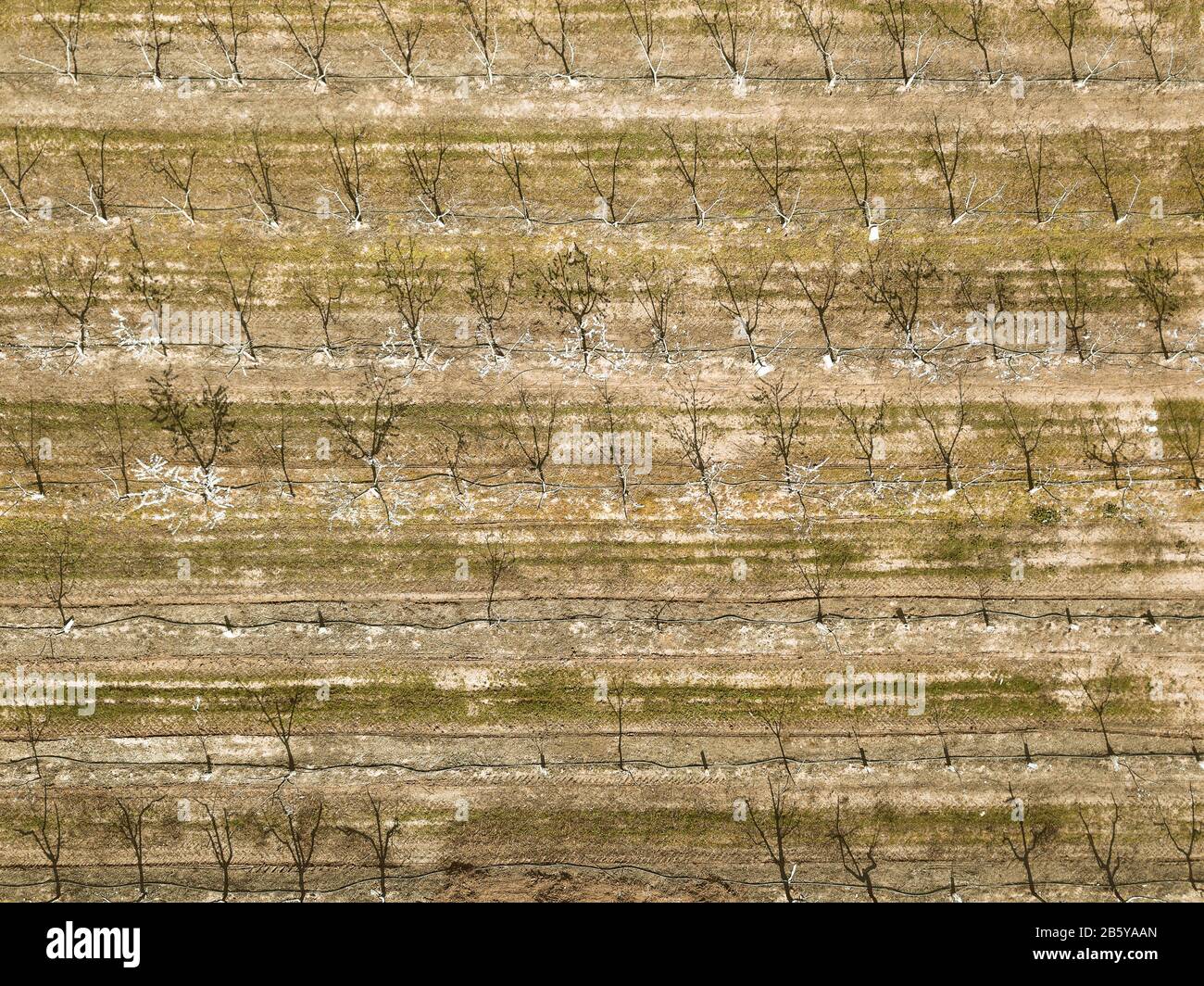 Drone aerial shot of cherry tree cultivation in a fruit farm. Agriculture background. Stock Photo