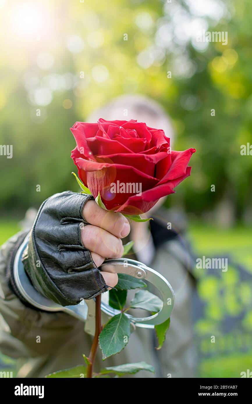hand of a man in leather gloves and handcuffs, extends and gives a red rose flower Stock Photo