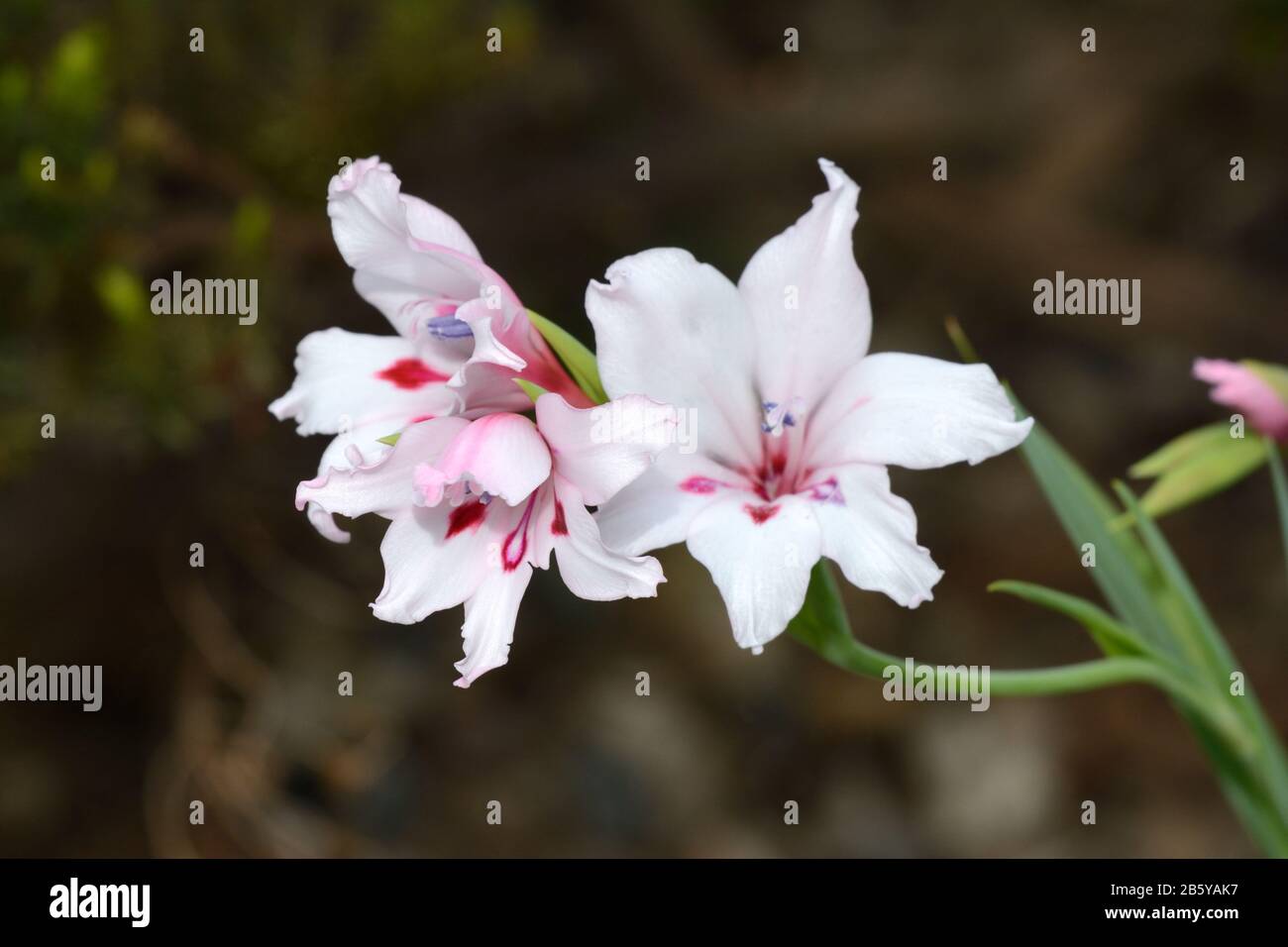 Gladiolus carneus painted lady carneus delicate flower spike of soft pink funnel shaped flowers Stock Photo