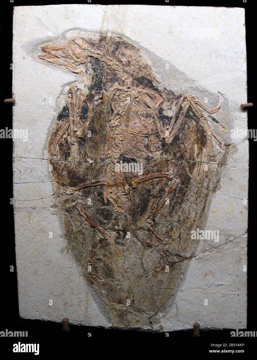 Confuciusornis fossil.Feathers rarely become fossilised.This fossilised bird from china is an exception.It looks more like a modern bird.Cretaceous Stock Photo