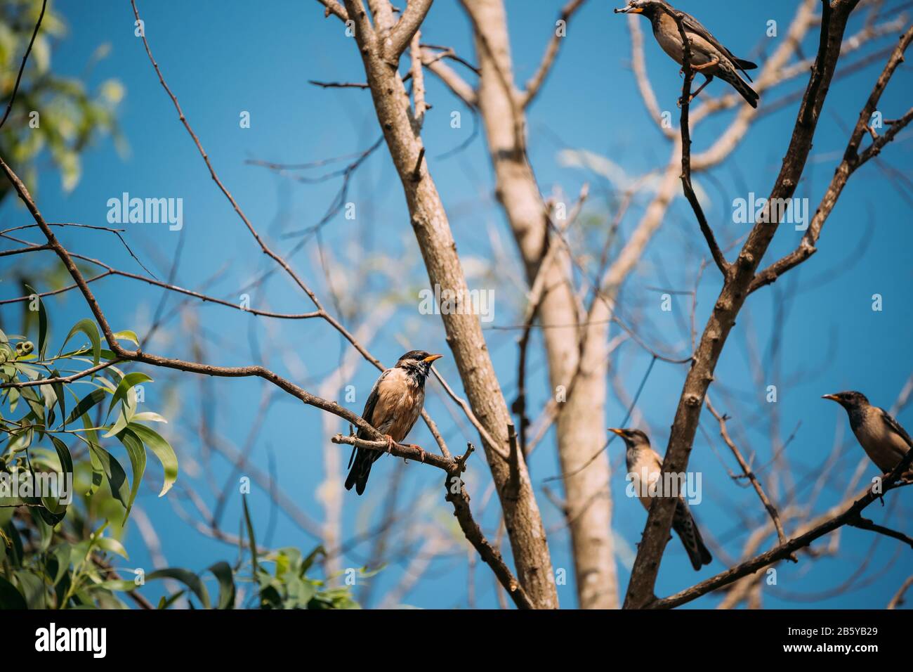 Goa, India. Rosy Starling Birds Sitting On Branches Of Tree On Backgroung Of Blue Sky. Stock Photo