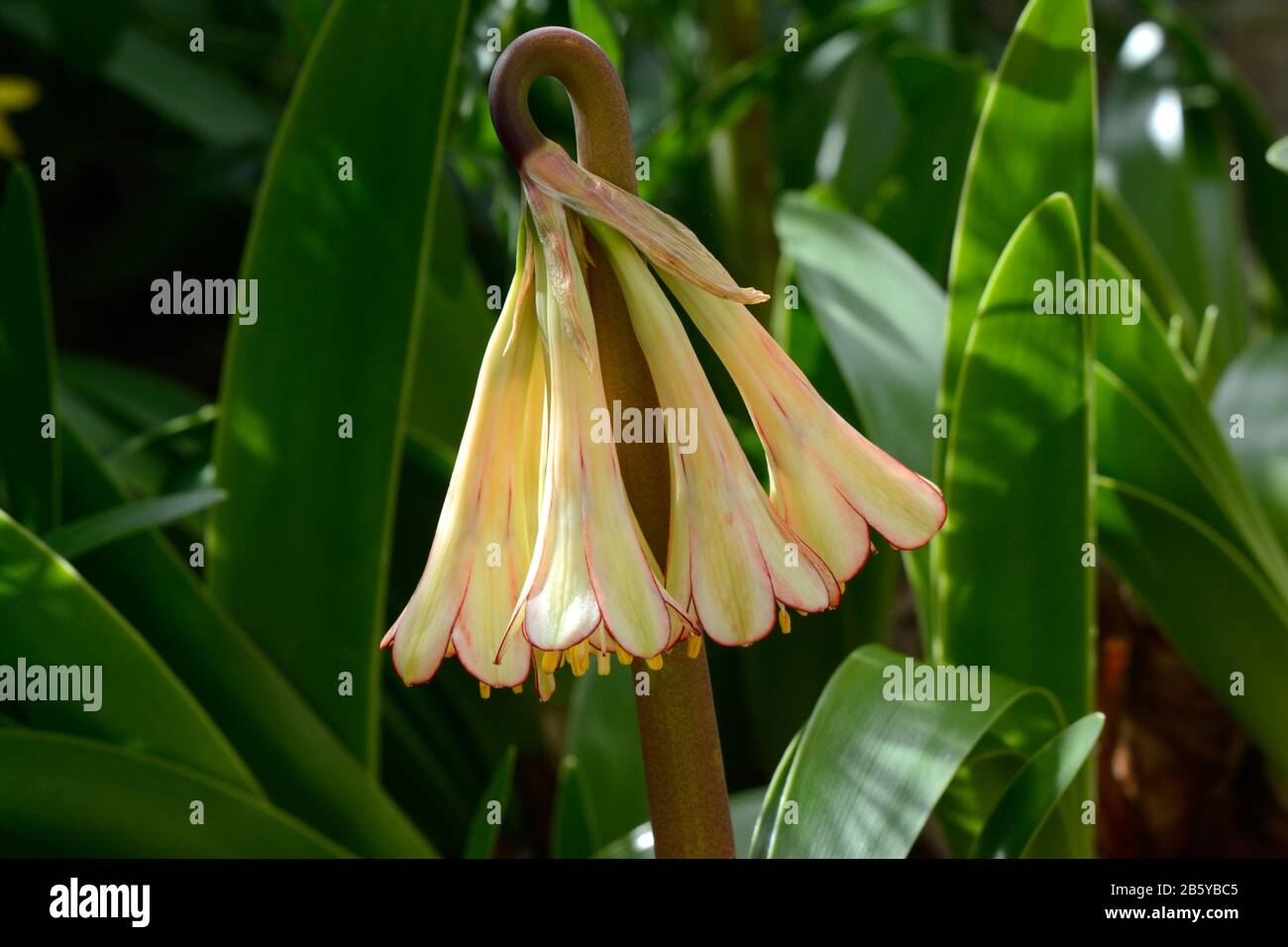 Cyrtanthus falatus falcate lily flower close up Stock Photo