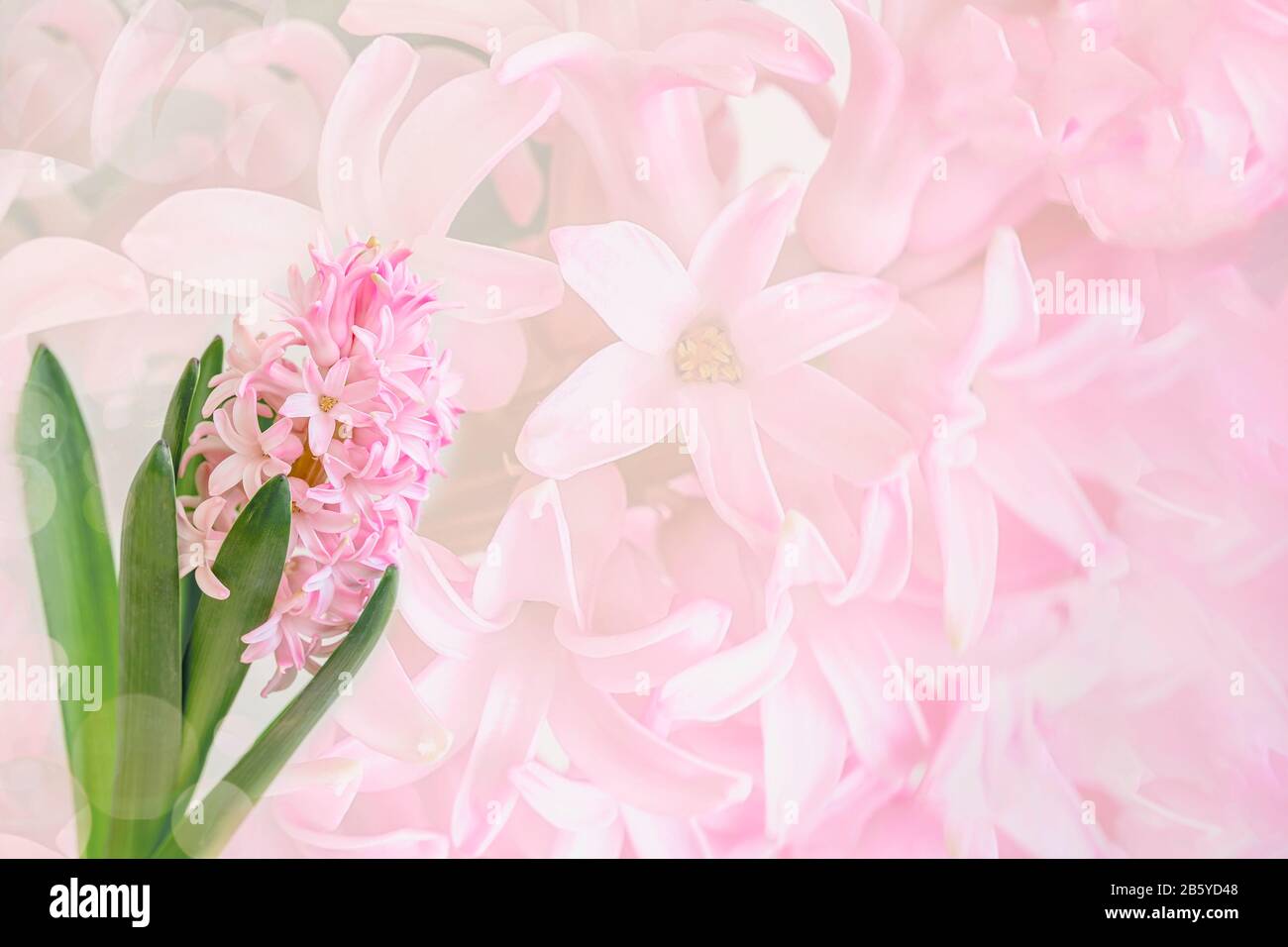 Double Hyacinth Hi res Stock Photography And Images Alamy double-hyacinth-hi-res-stock-photography-and-images-alamy