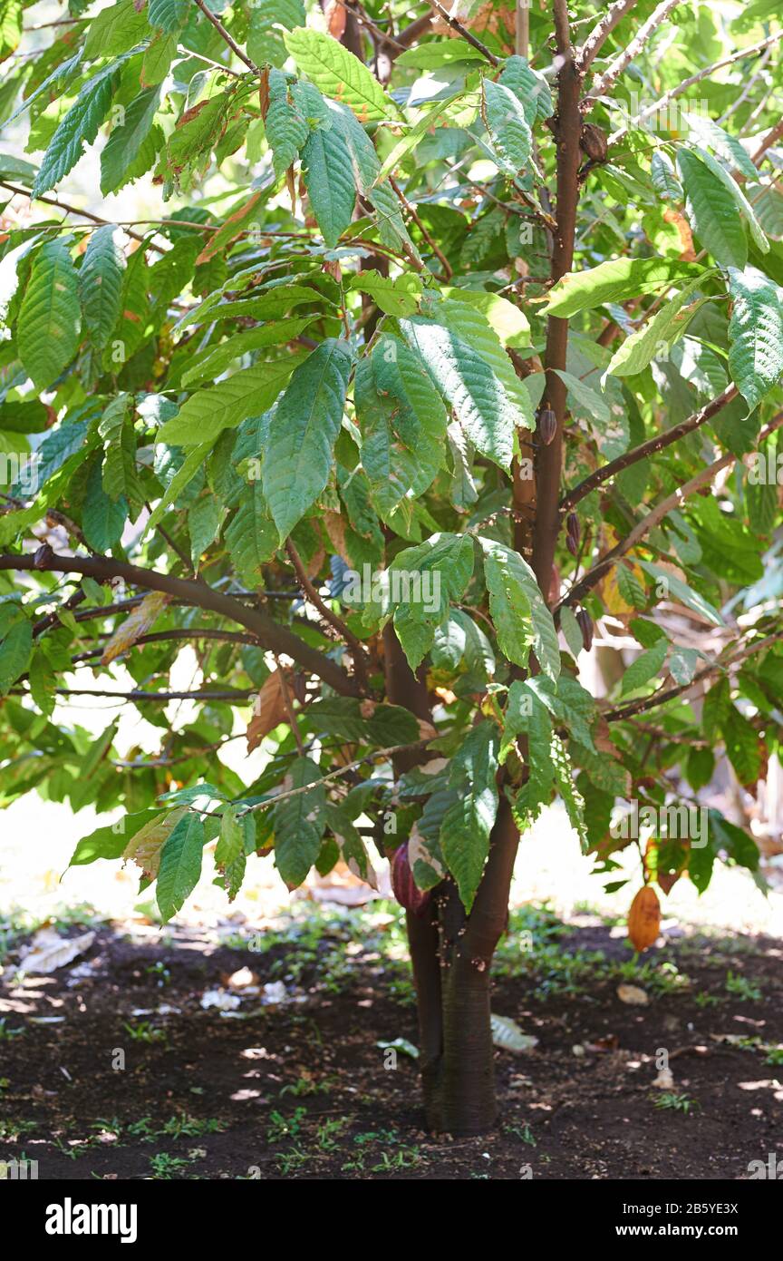 One chocolate cacao tree on bright sunny day Stock Photo