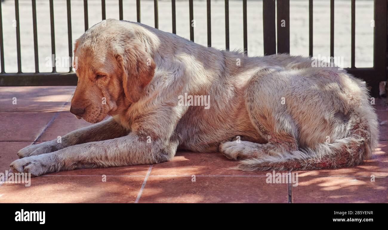 Labrador dog with fungus disease  laying outside Stock Photo