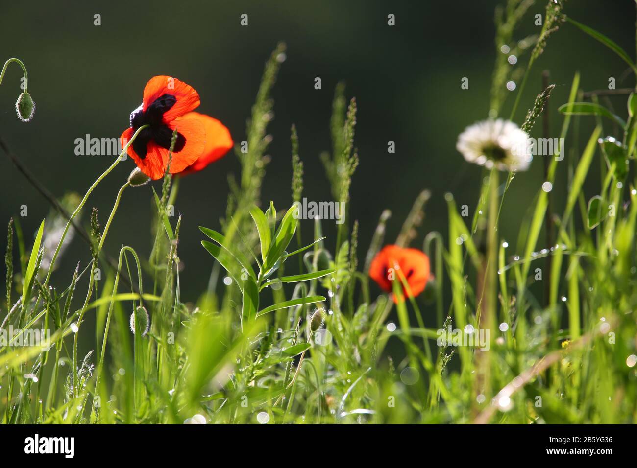Flowers wild nature plants hi-res stock photography and images - Alamy