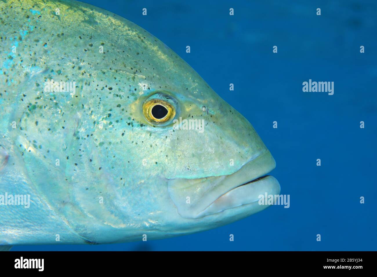 Bluefin trevally fish (Caranx melampygus) underwater in tropical waters of the Maldives Stock Photo