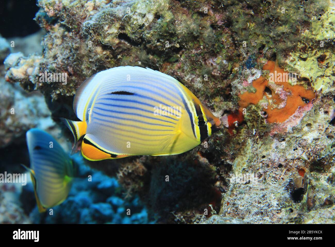 Melon butterflyfish (Chaetodon trifasciatus) underwater in the tropical coral reef of the Indian Ocean Stock Photo