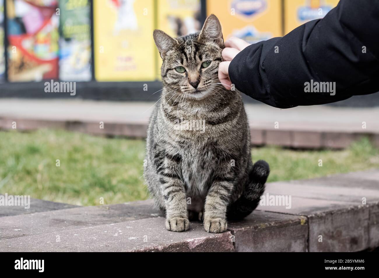 Hand stroking a stray gray tabby cat Stock Photo