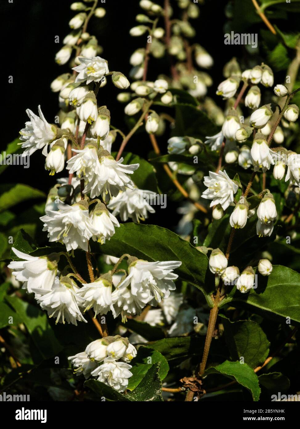 Deutzia scabra var.Candidissima.In flower. South-west France. Stock Photo
