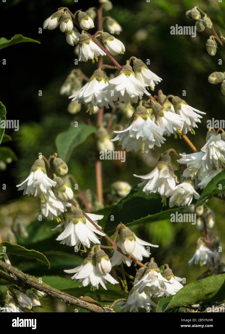 Deutzia scabra var.Candidissima.In flower. South-west France. Stock Photo