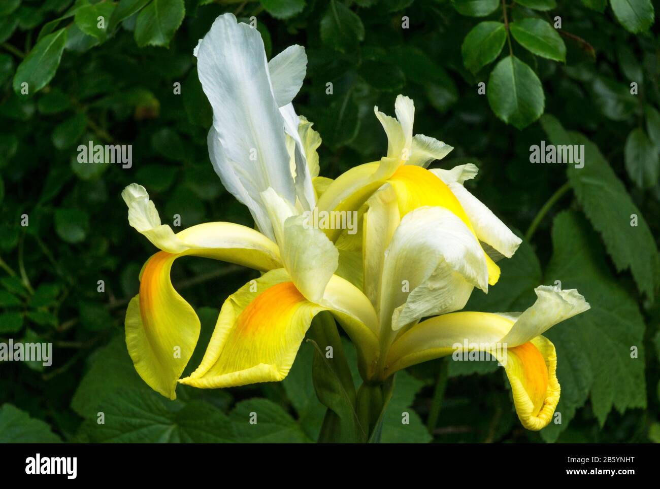 Flowers in South-west France.Dutch Iris (Iris Xiphium) Stock Photo
