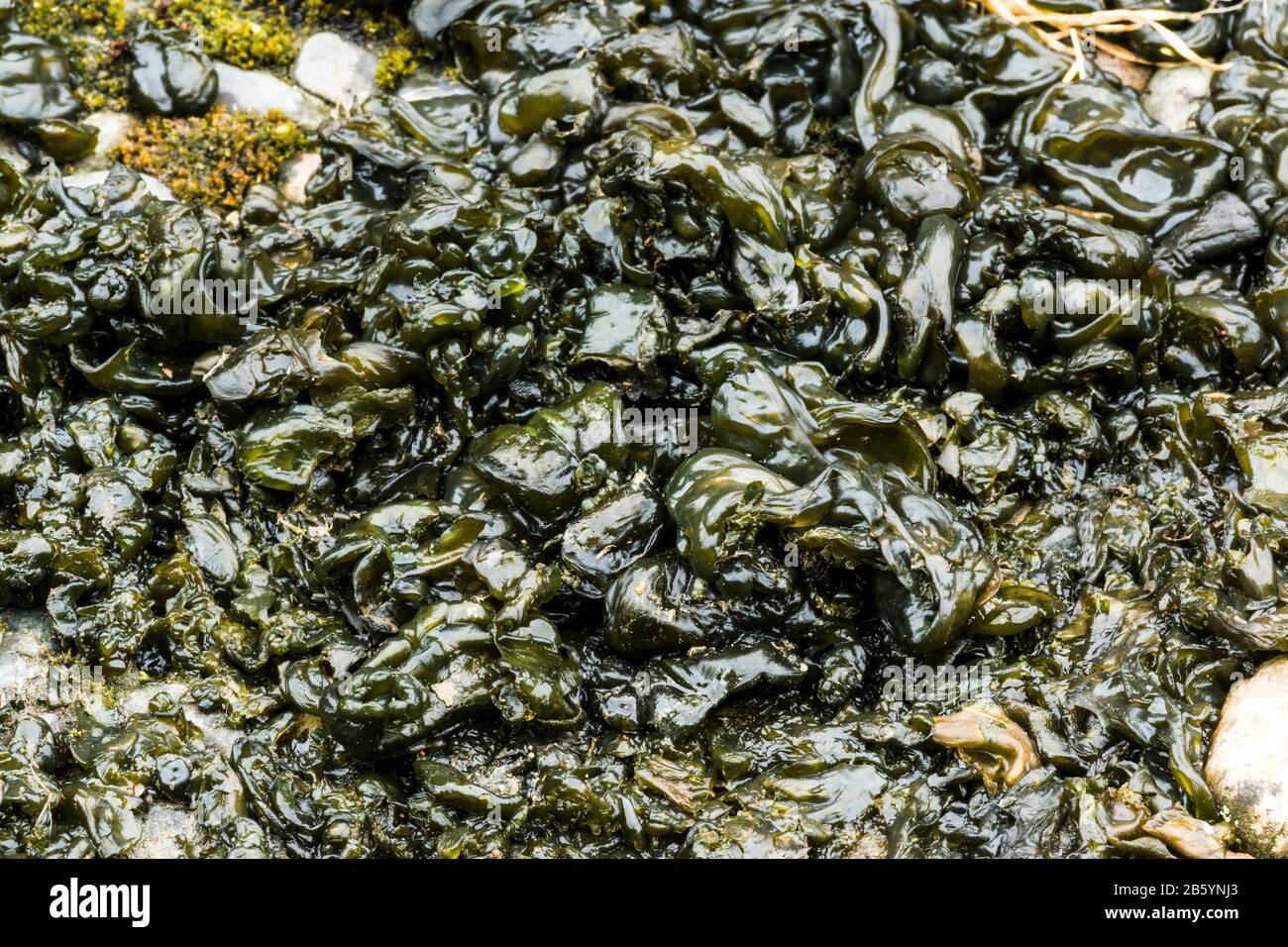 Fungus. Black Jelly Fungus (Exida glandulosa) Living on the soil between gravel stones. South-west France. Stock Photo