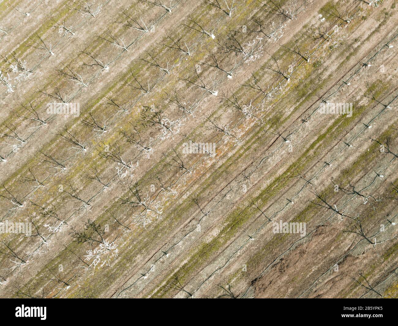 Drone aerial shot of cherry tree cultivation in a fruit farm. Agriculture background. Stock Photo