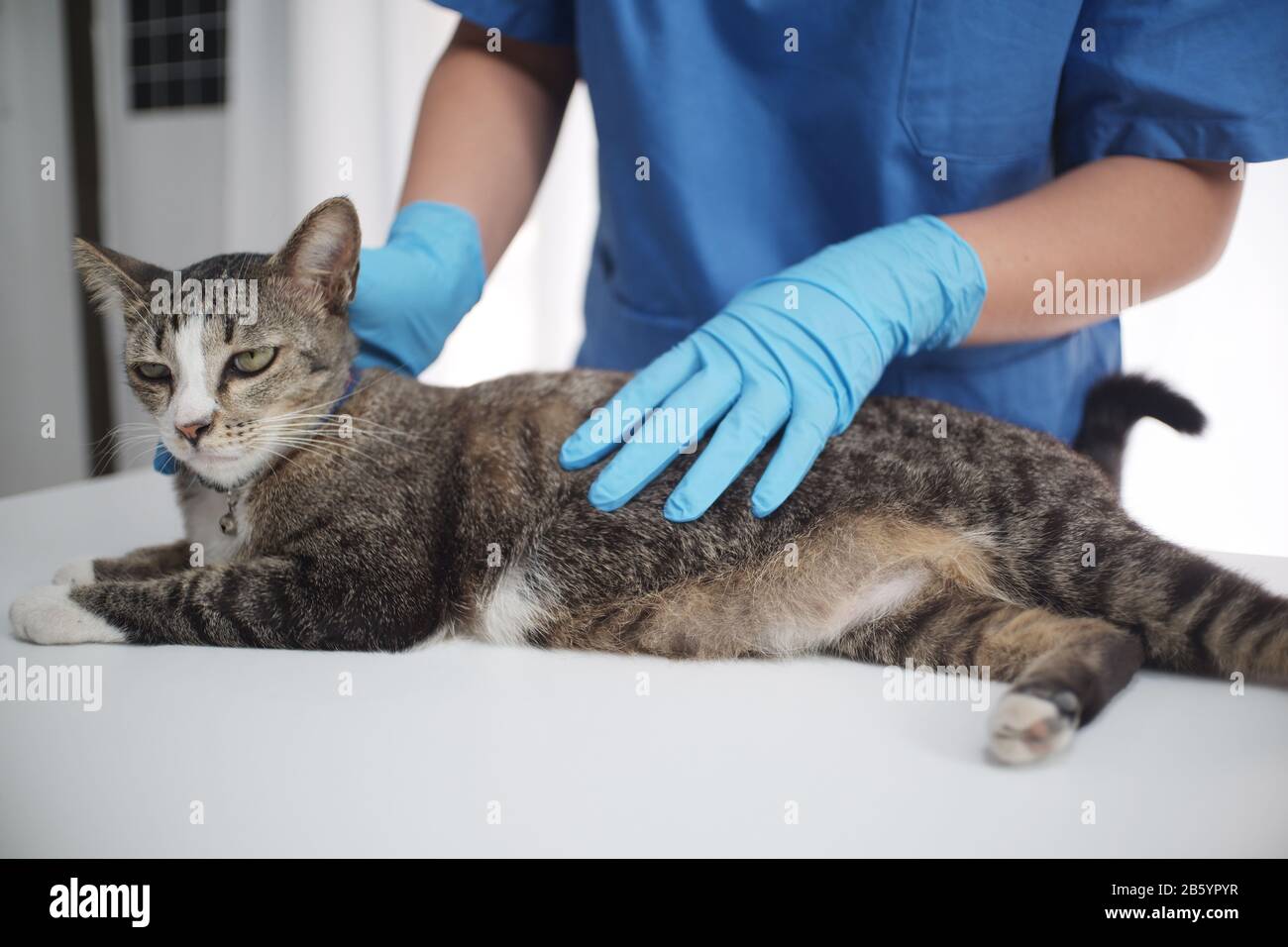 The veterinarian doctor treating, checking on cat at vet clinic. Stock Photo