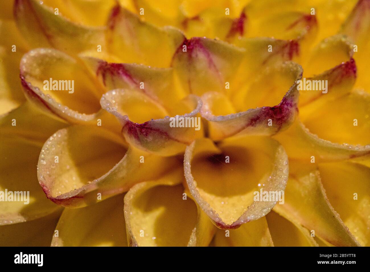 dahlia head yellow and red with water drops Stock Photo