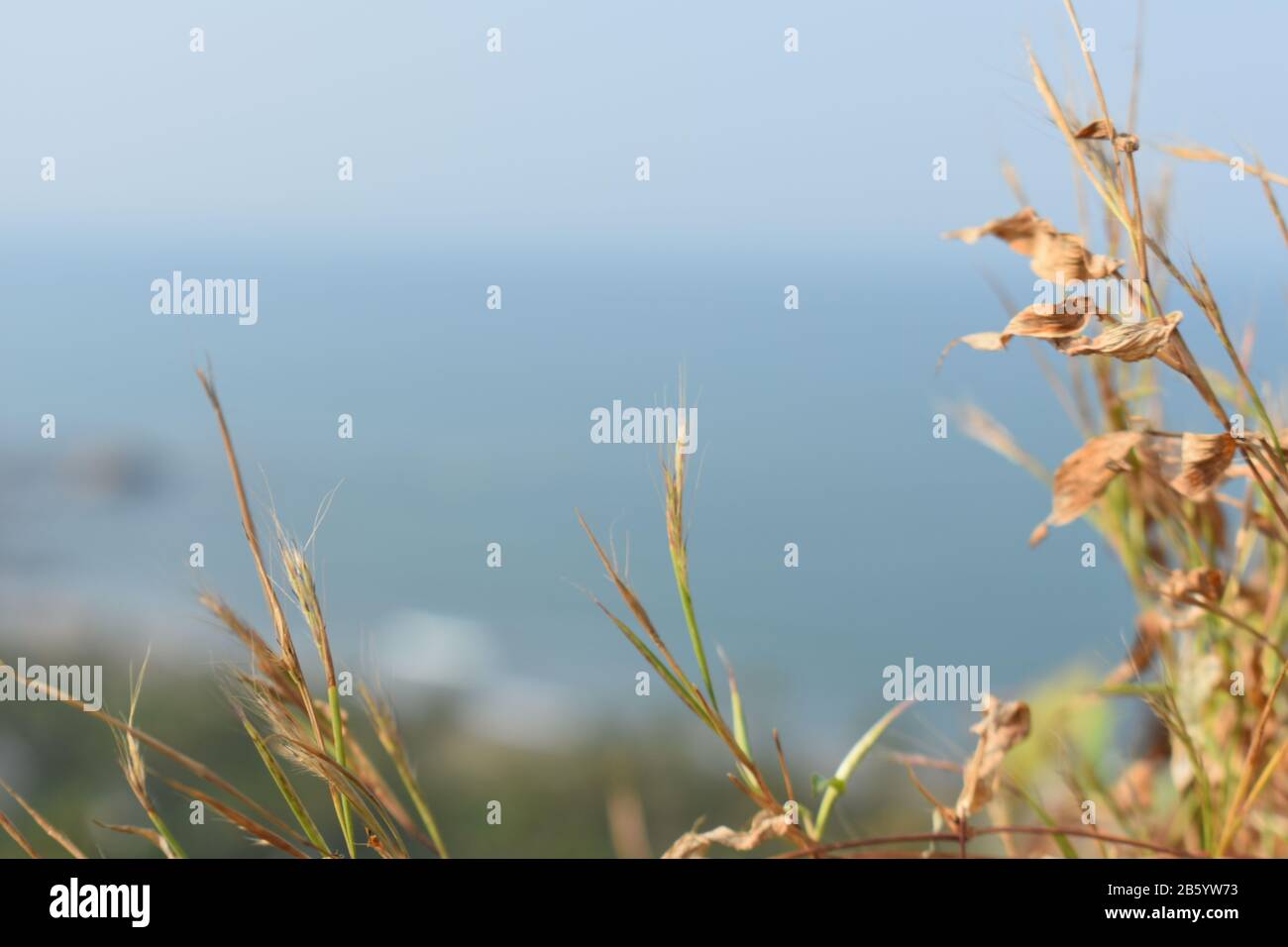 yellowish grass in the foreground just behind a ocean Stock Photo