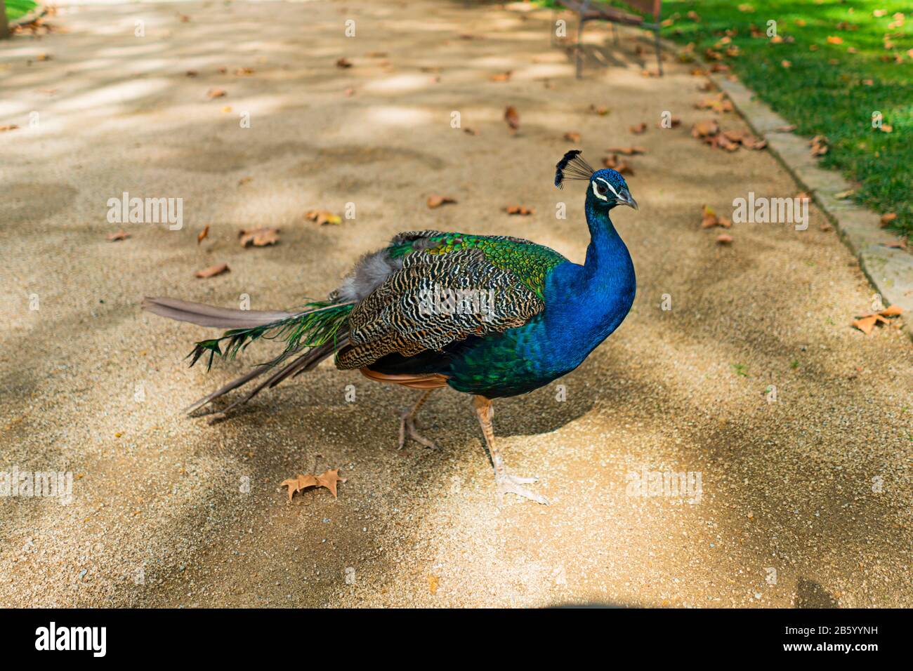 Peacock walking in the park Stock Photo - Alamy