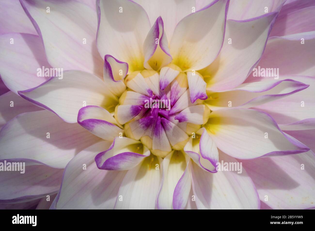 over head image of a white and purple dahlia Stock Photo