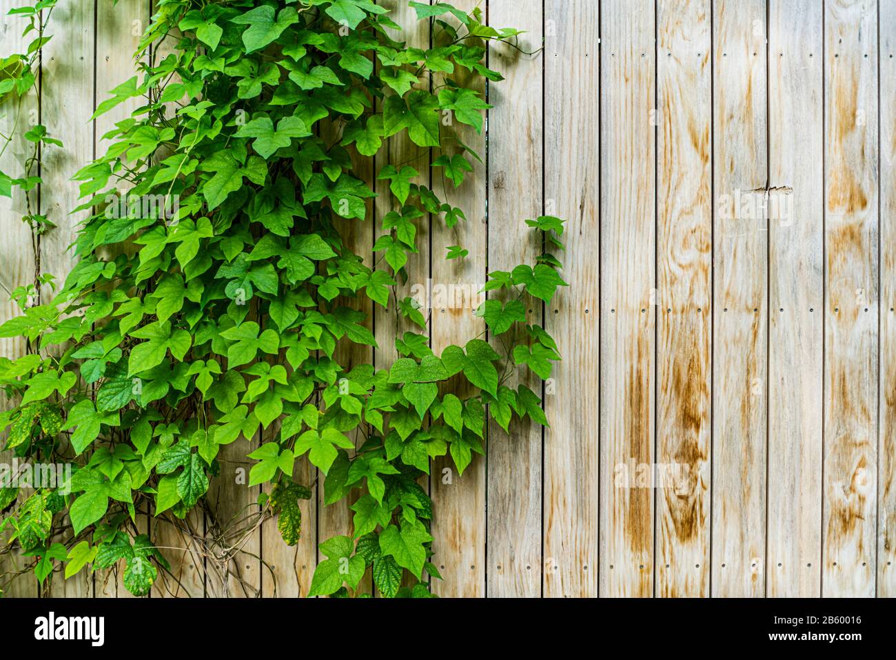 Ivy wall high resolution hi-res stock photography and images - Alamy