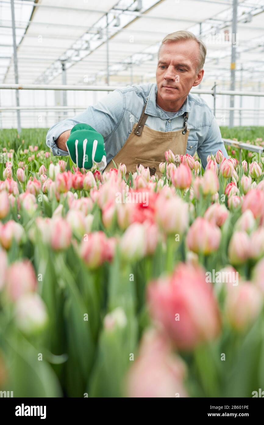 Portrait of handsome mature worker caring for flowers at tulip plantation in greenhouse, copy space Stock Photo