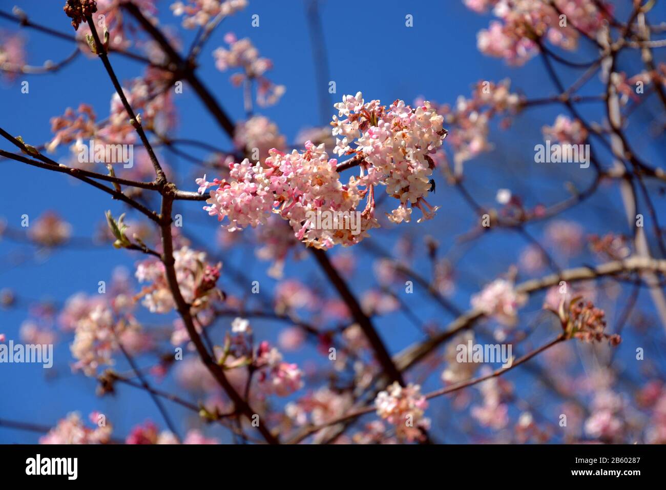 pink flowers of viburnum bodnantense or winter snowball against blue