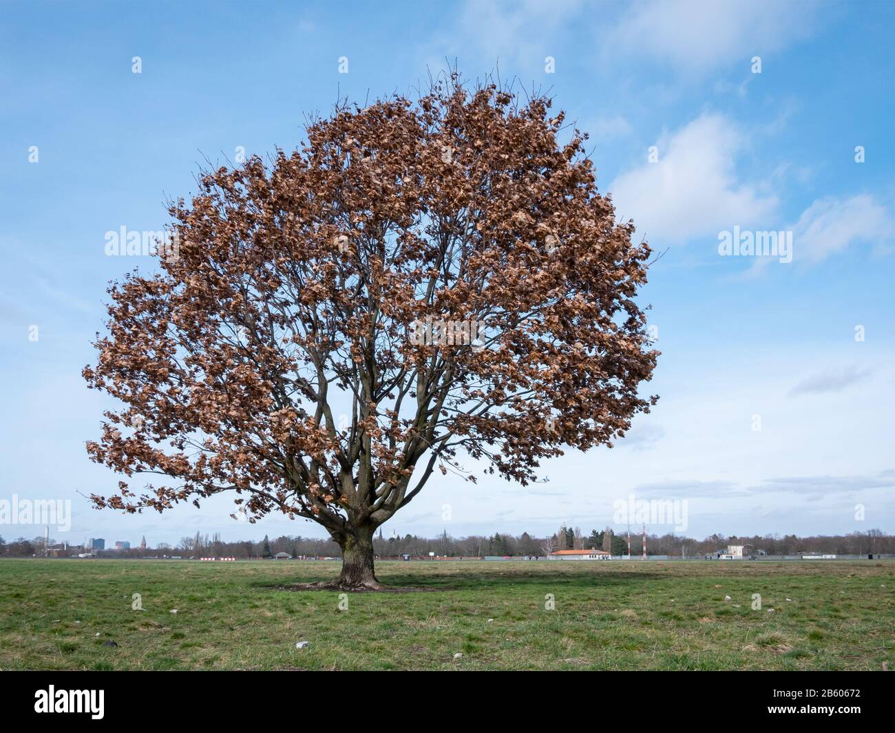Tree In Public City Park Tempelhofer Feld, Former Tempelhof Airport In Berlin, Germany In Winter Stock Photo