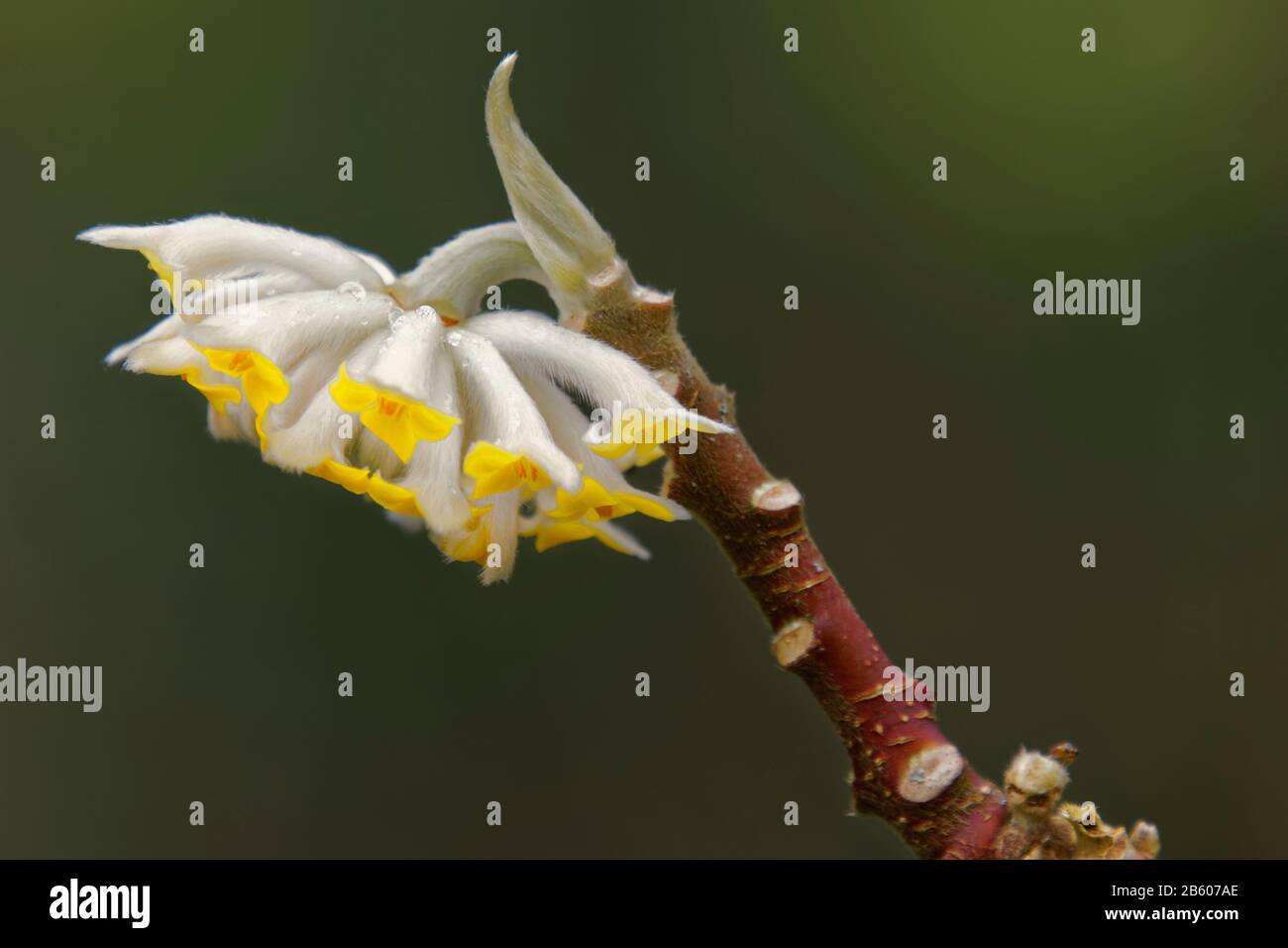 Edgeworthia chrysantha close up Stock Photo