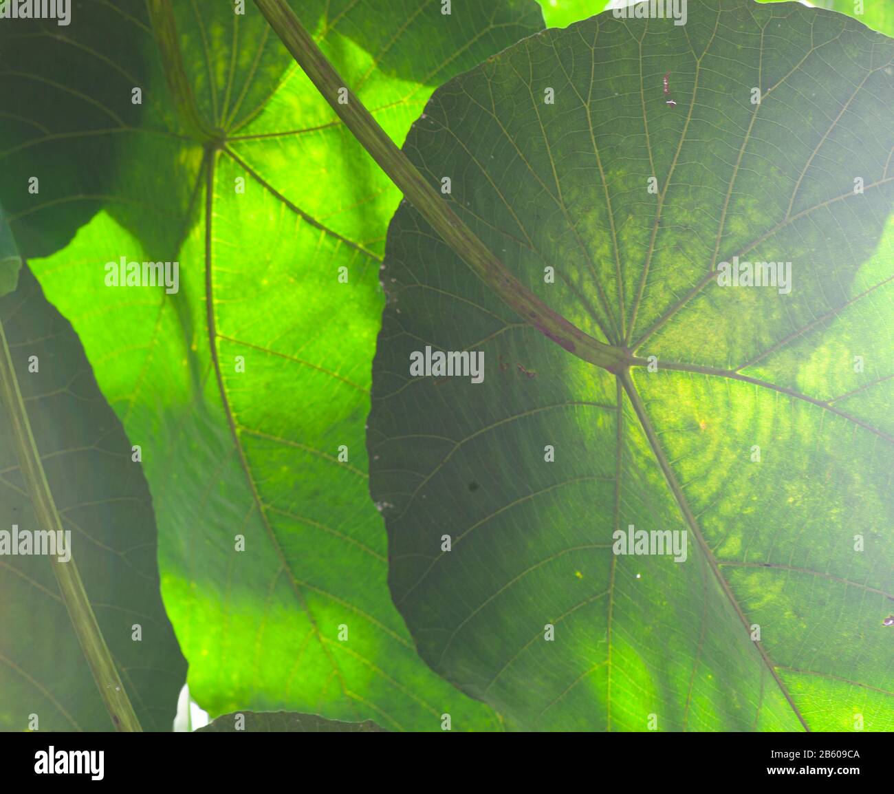 Macro shot from underneath the enormous sunlit green leaves of a tropical coral tree, Macaranga grandifolia Stock Photo