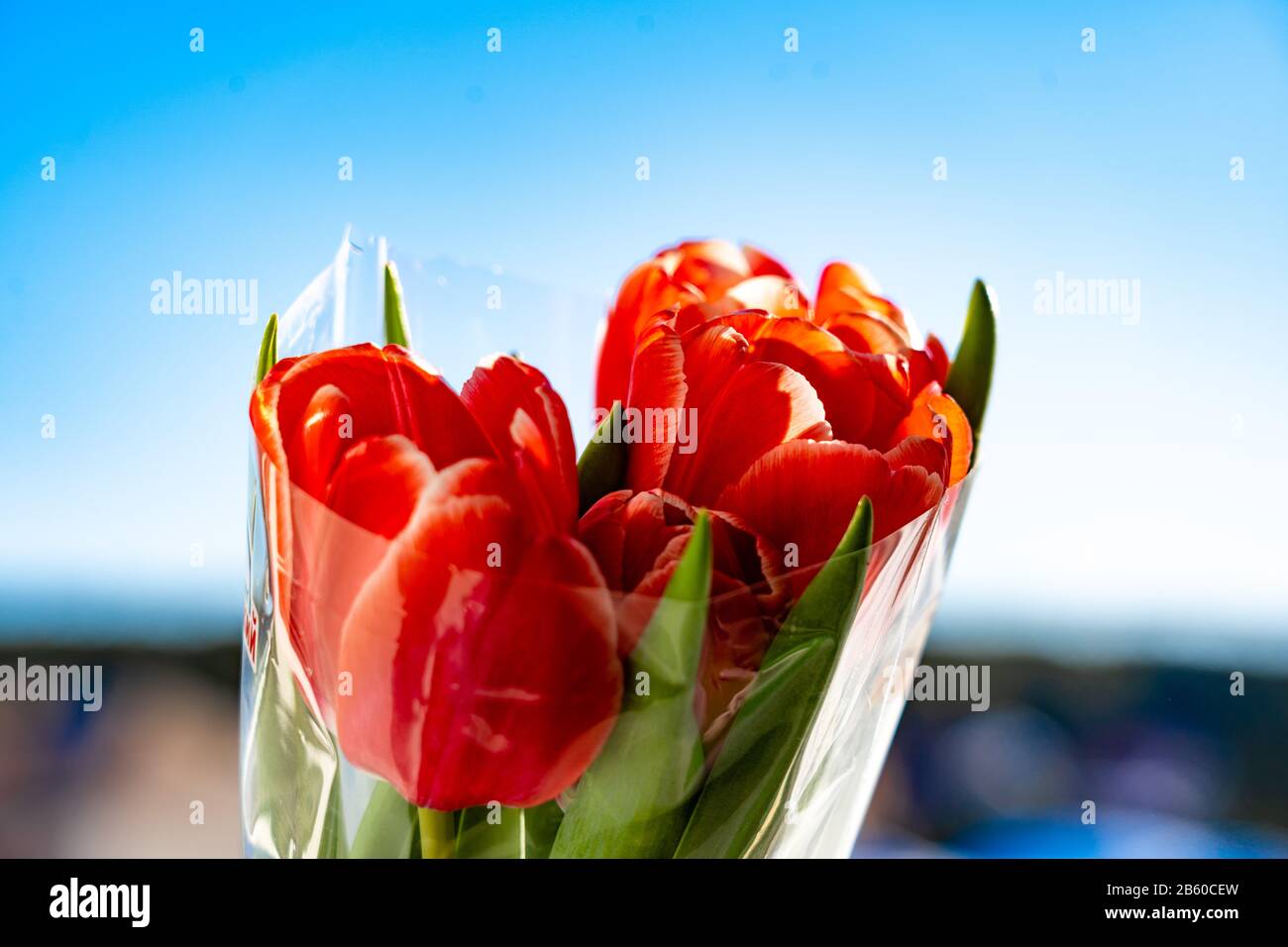 red tulip blooms standing tall against a blue sky Stock Photo