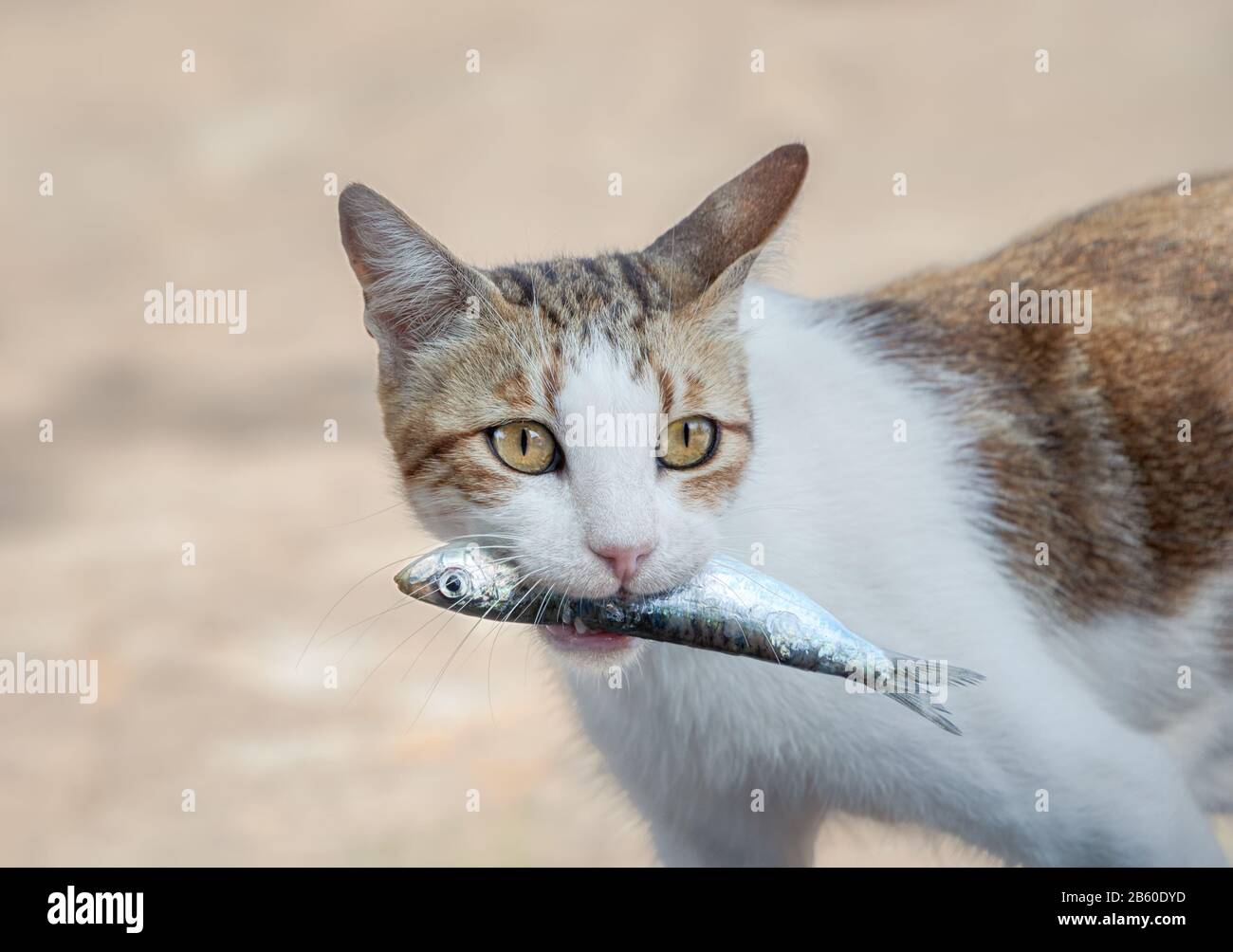 Young hungry cat portrait, bicolor white tabby, holding a fresh fish in its mouth, eating a tasty and wholesome meal, Greece Stock Photo