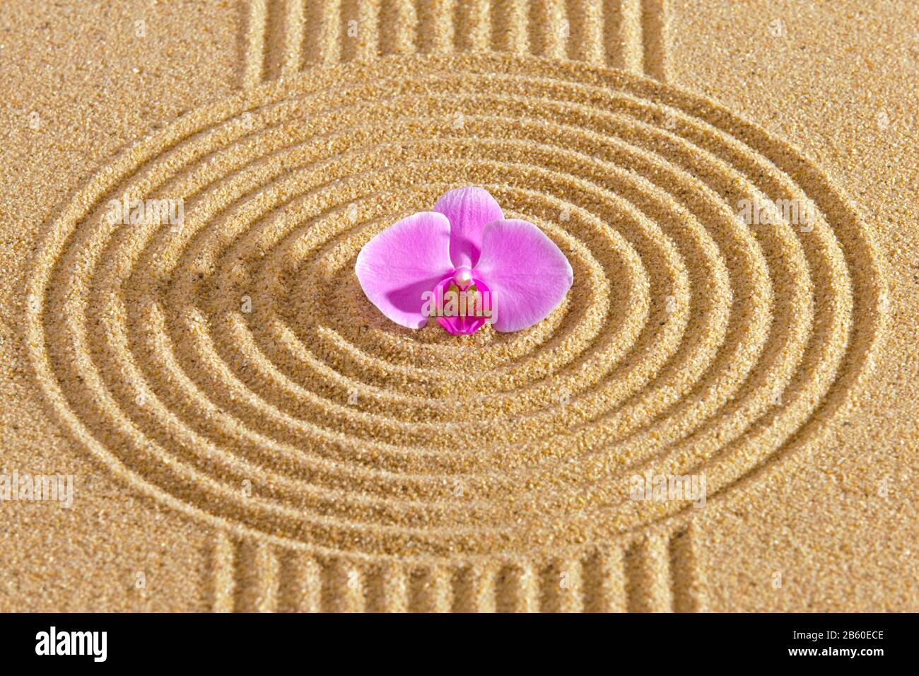 Japanese zen garden with orchid blossom in textured sand Stock Photo