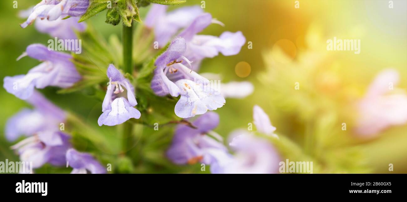 Spring forward, springtime, summer concept, web banner, background of ...