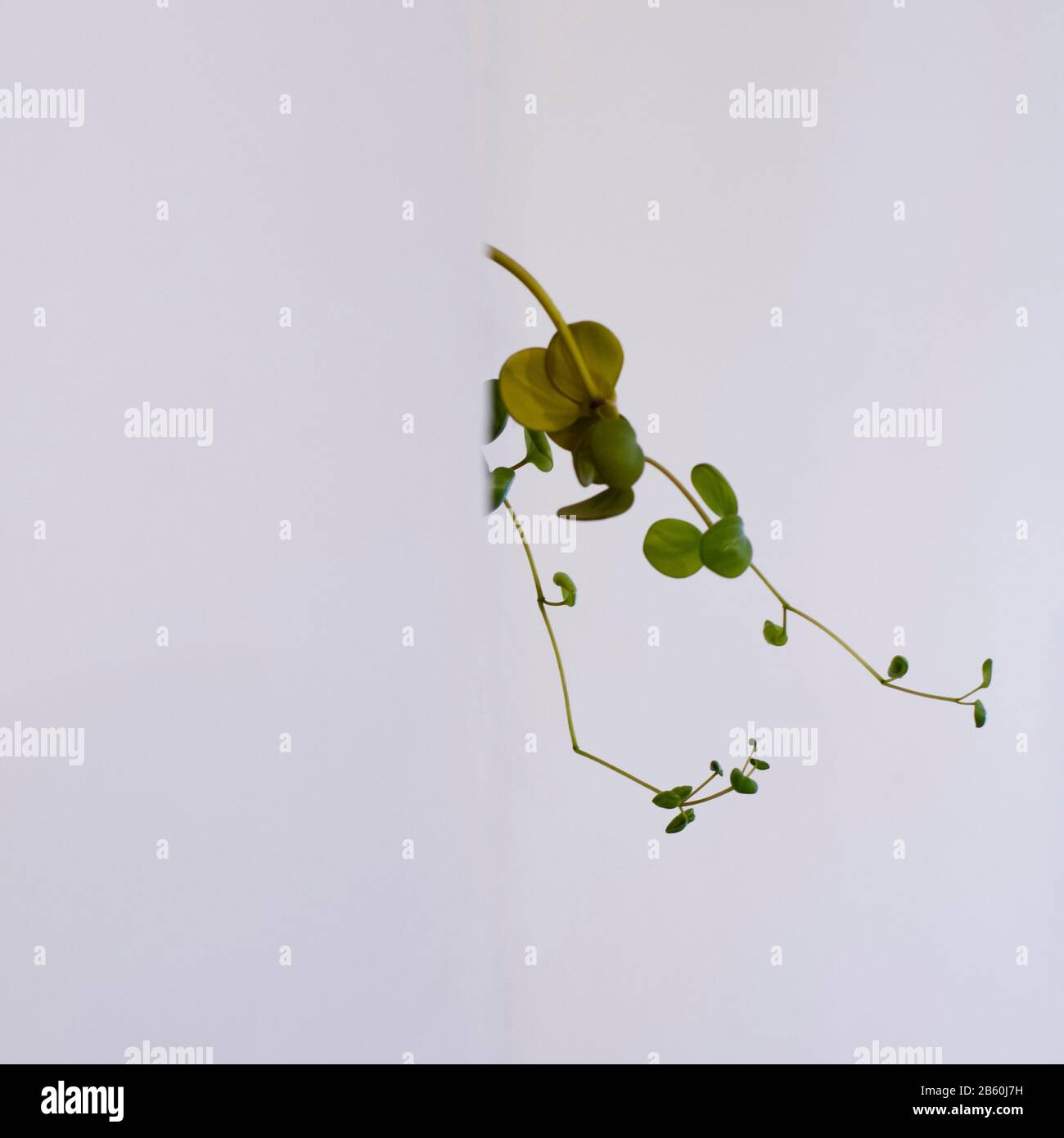 Plant Floating on White Background Stock Photo