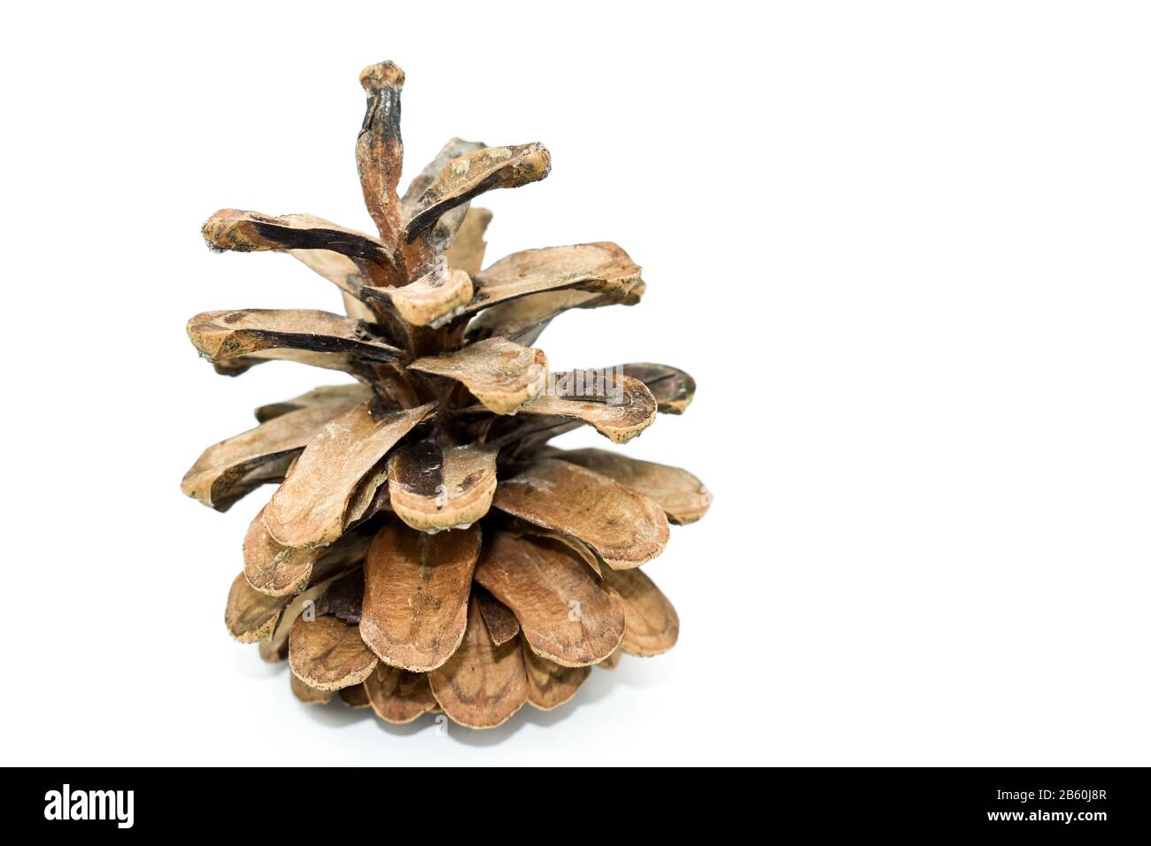 pine cone isolated on white background. organ on plants of the division Pinophyta (conifers) that contains the reproductive structures.Christmas decor Stock Photo