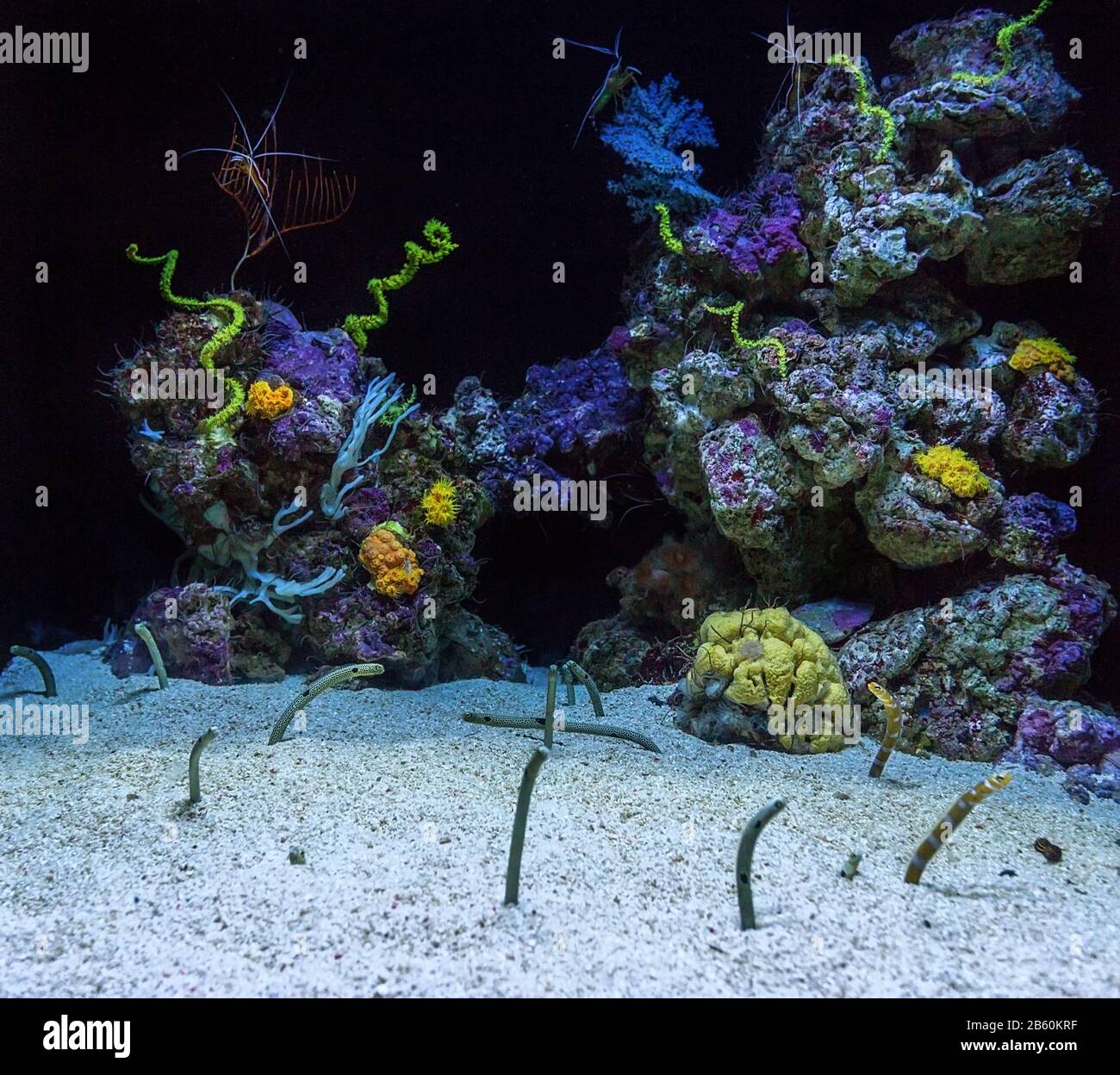 Aquarium with corals and eels. Fish protruding from the sand Stock