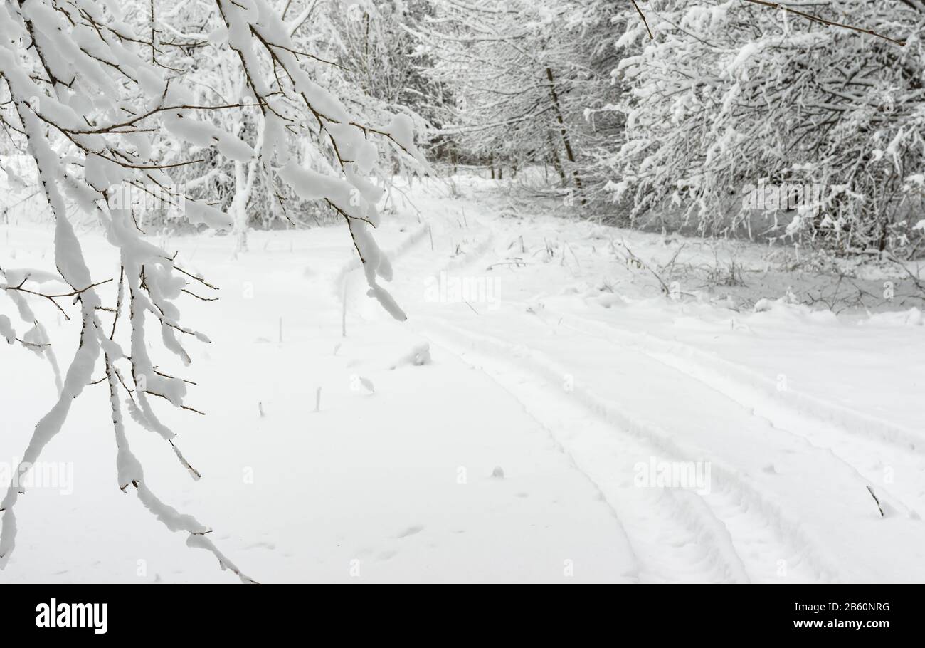 Winter landscape with tire ruts in empty forest Stock Photo