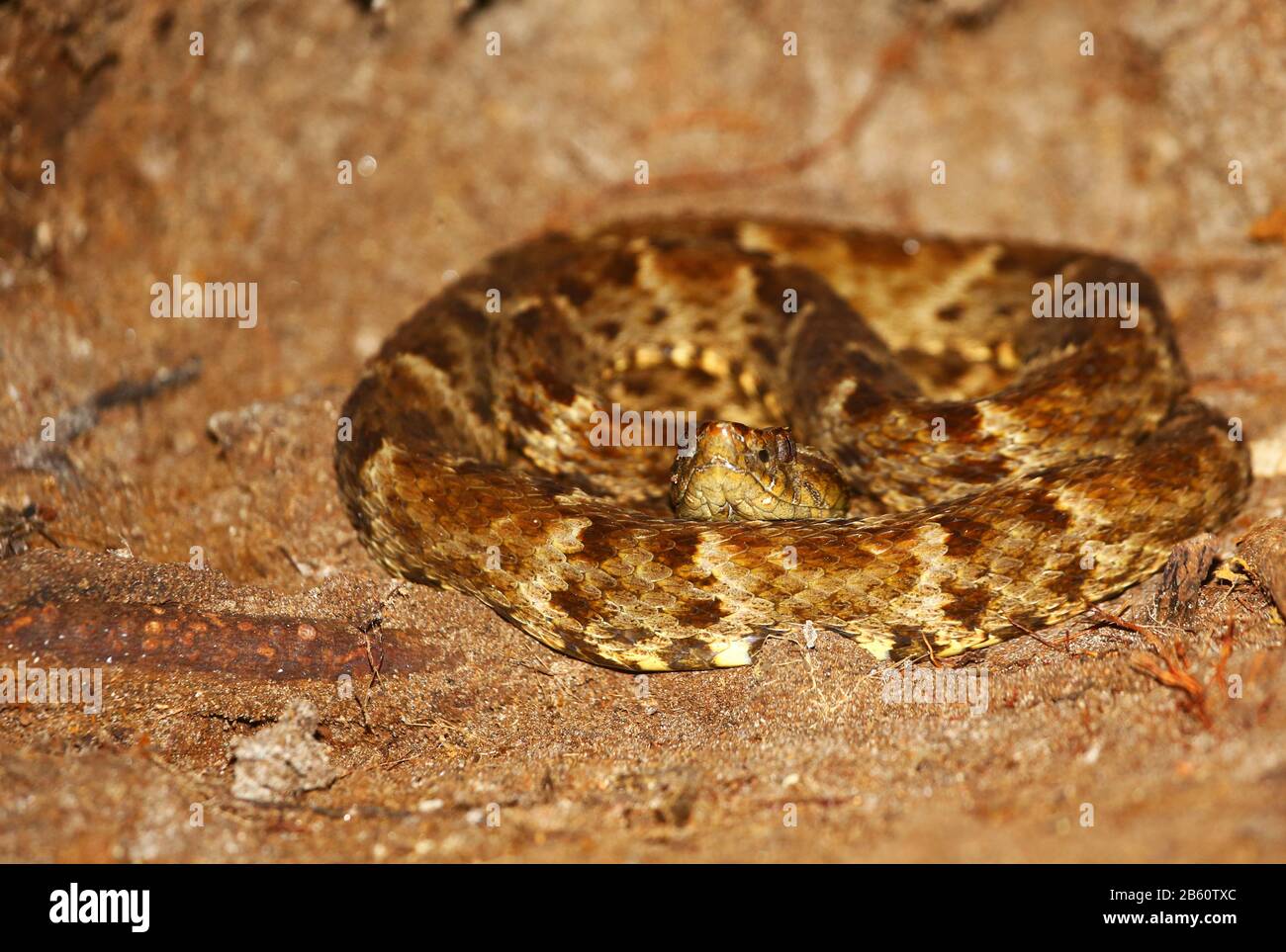 Curled up Fer de Lance, a very dangerous snake, in the Amazon rainforest. Stock Photo