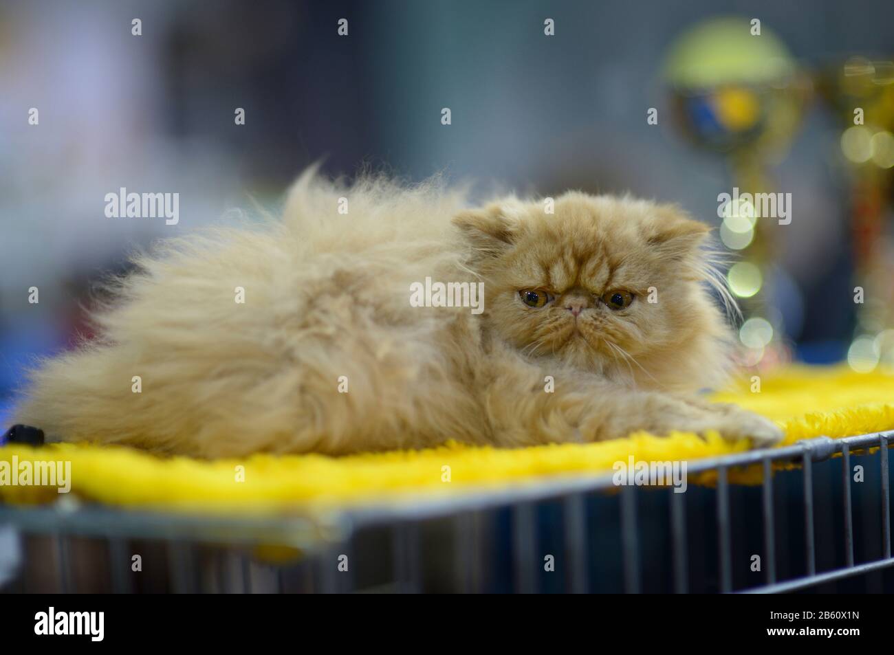 Pedigreed Persian exotic cat lying on a table, blurred awards on a background Stock Photo