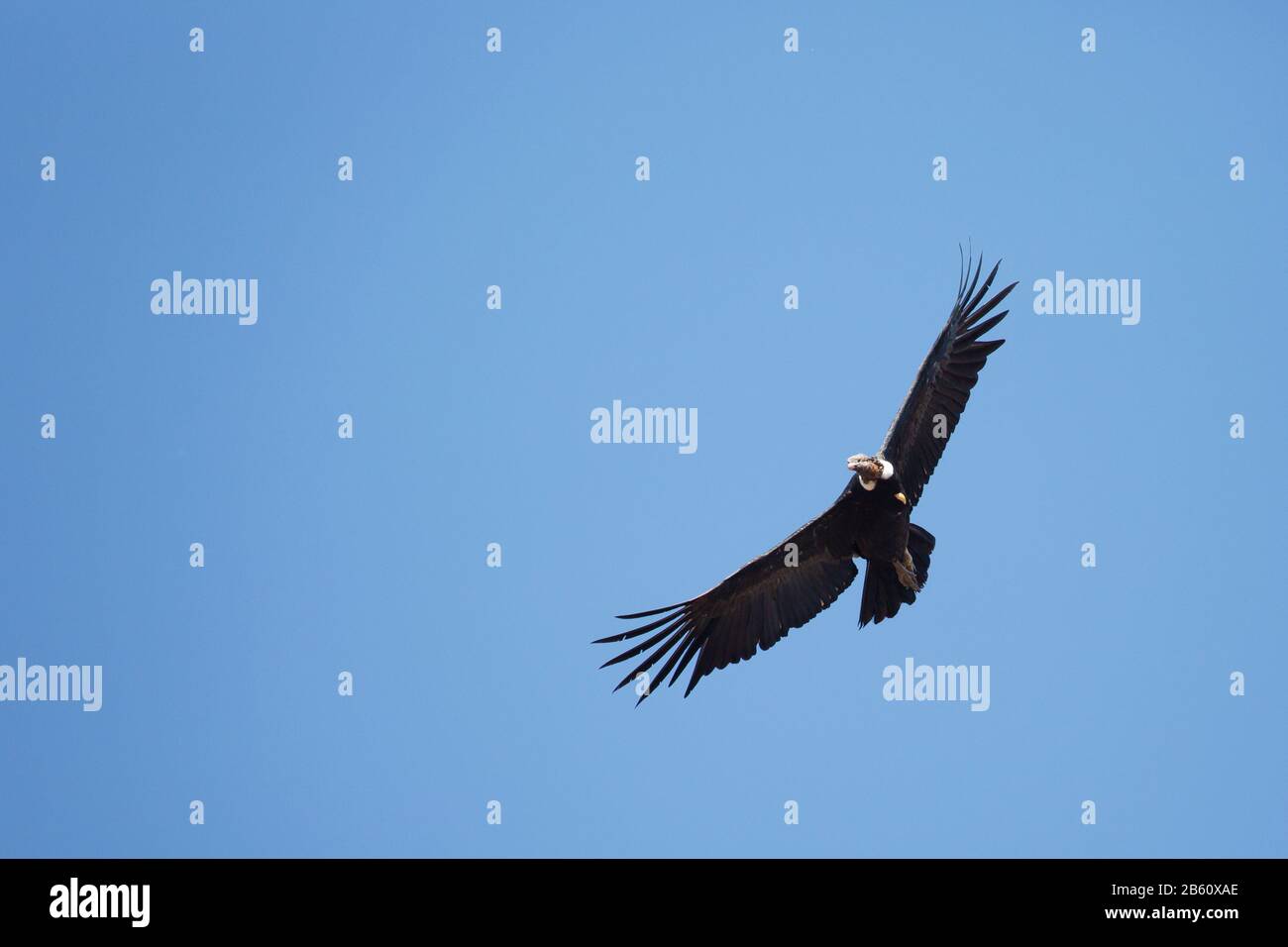 Andean condor soaring and blue sky Stock Photo