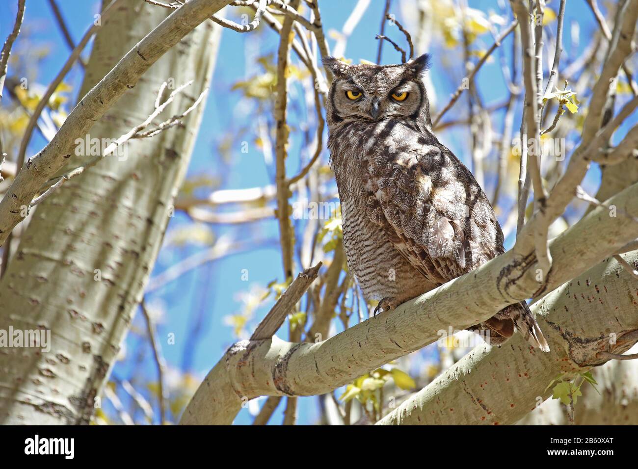 Magellanic horned-owl perched on a branch Stock Photo