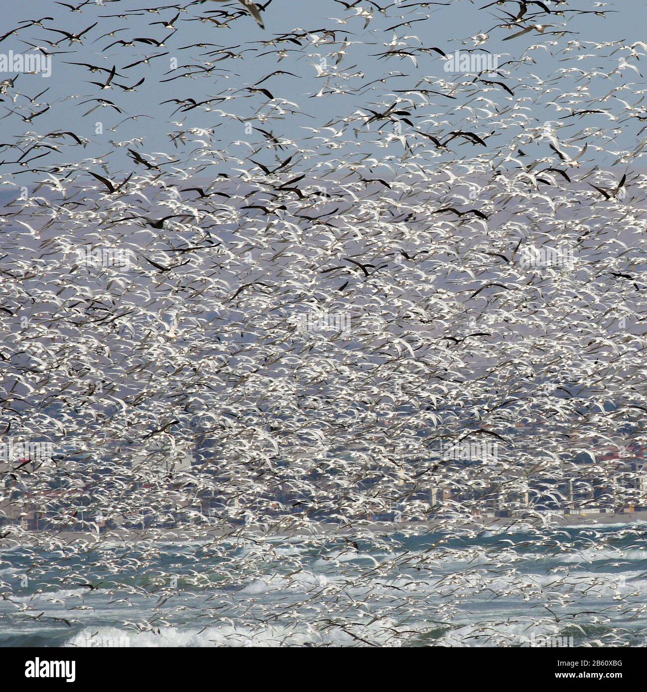 Thousands of flying marine birds in square composition Stock Photo