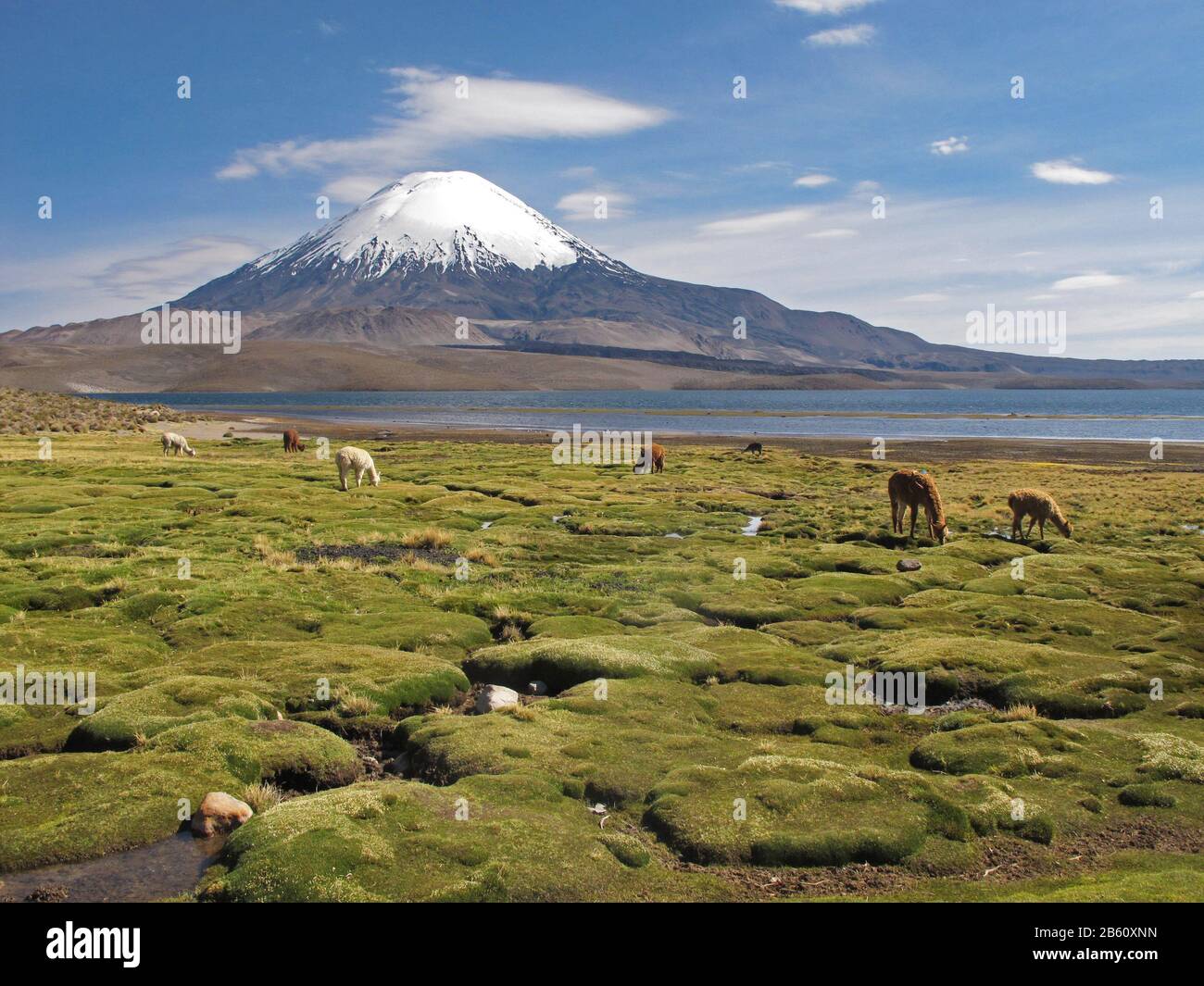 Volcano Parinacota and alpacas grazing in Chile Stock Photo