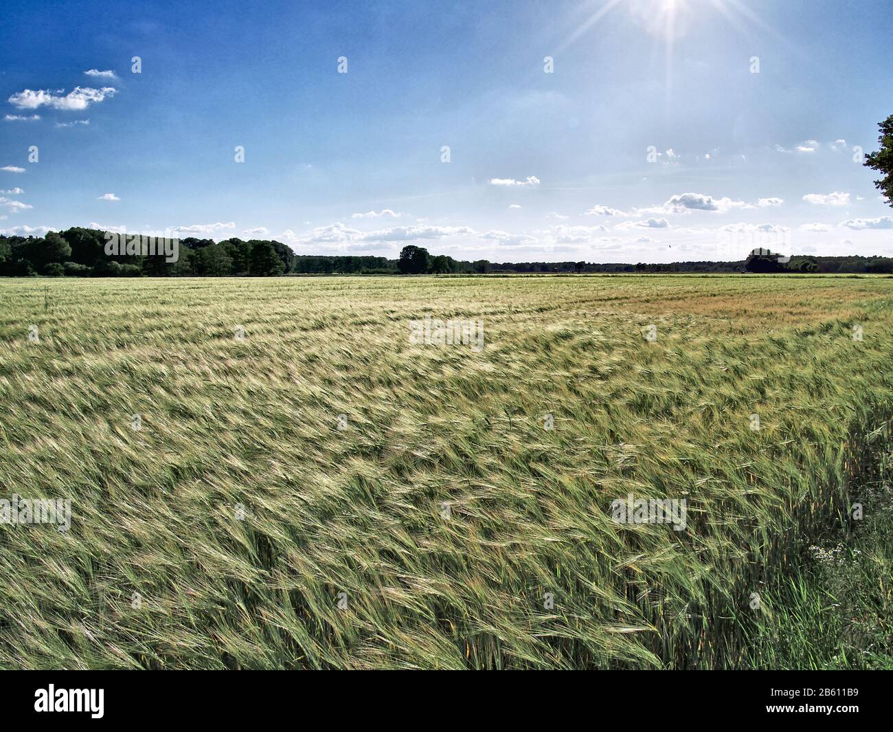 Barley field near Barum, Lower Saxony, Germany. Stock Photo