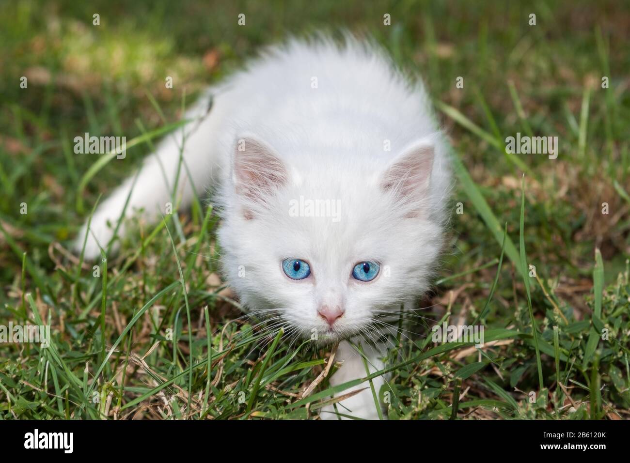 Adorable white kitten with blue eyes standing on the lawn Stock Photo Alamy