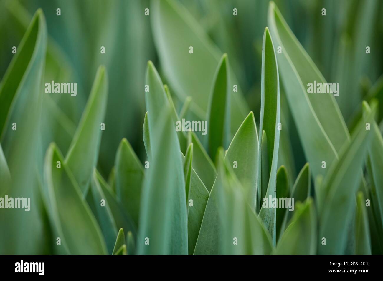 Background image of long green flower leaves in garden or plantation, Spring and growth concept, copy space Stock Photo